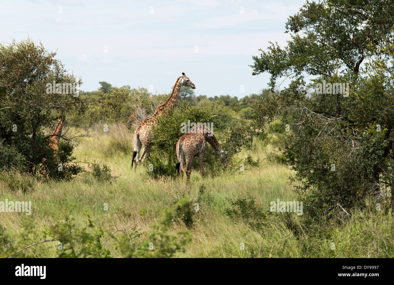 Wild giraffe parco nazionale Kruger sud africa Foto Stock