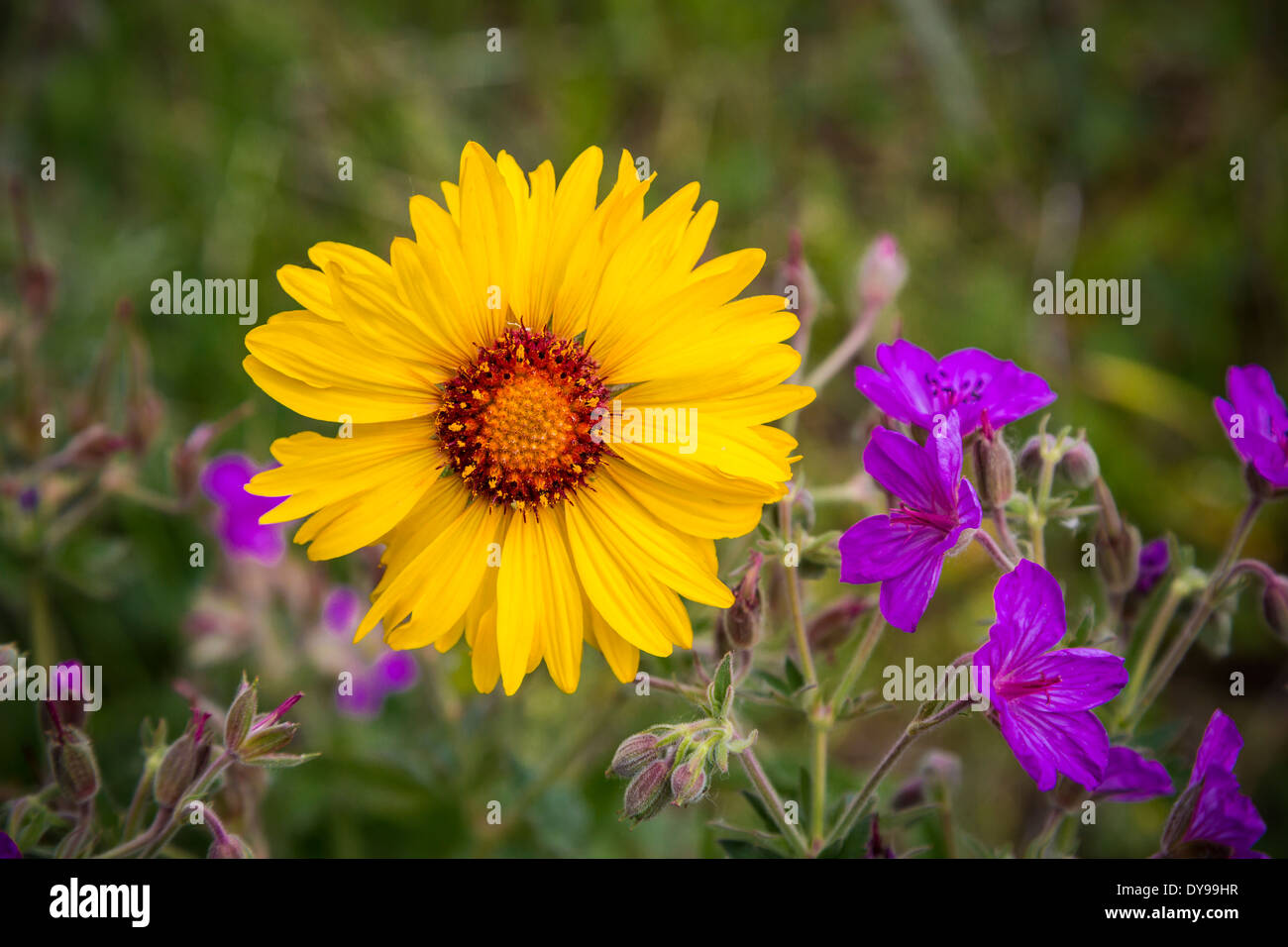 Balsam Root e appiccicoso Geranio fiori selvatici nel Parco Nazionale dei laghi di Waterton, Alberta, Canada. Foto Stock