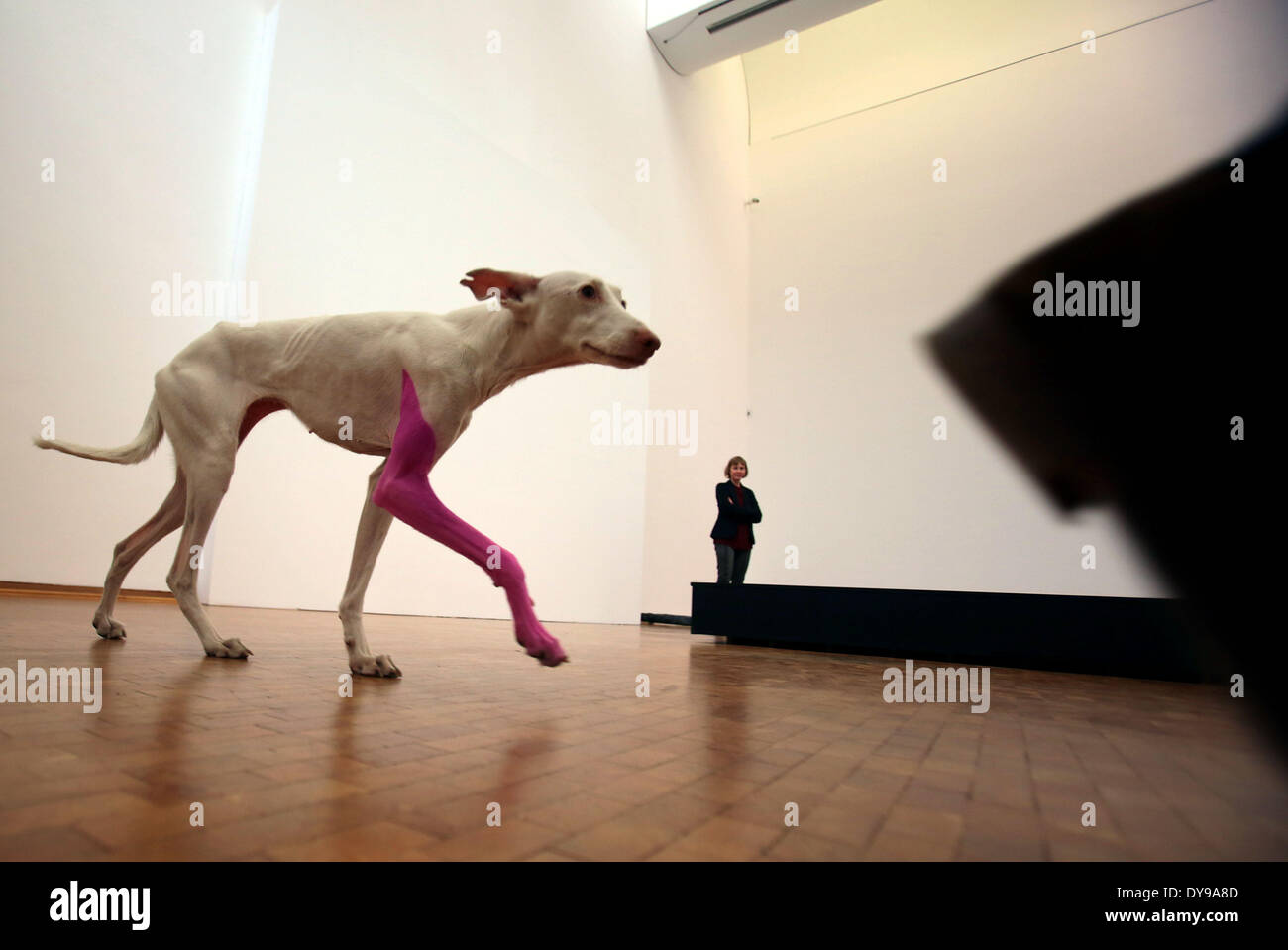 Colonia, Germania. Decimo Apr, 2014. Un cane con un colorato di rosa gamba  passeggiate attraverso la mostra dell artista francese Pierre Huyghe al  Museo Ludwig di Colonia, Germania, 10 aprile 2014. La