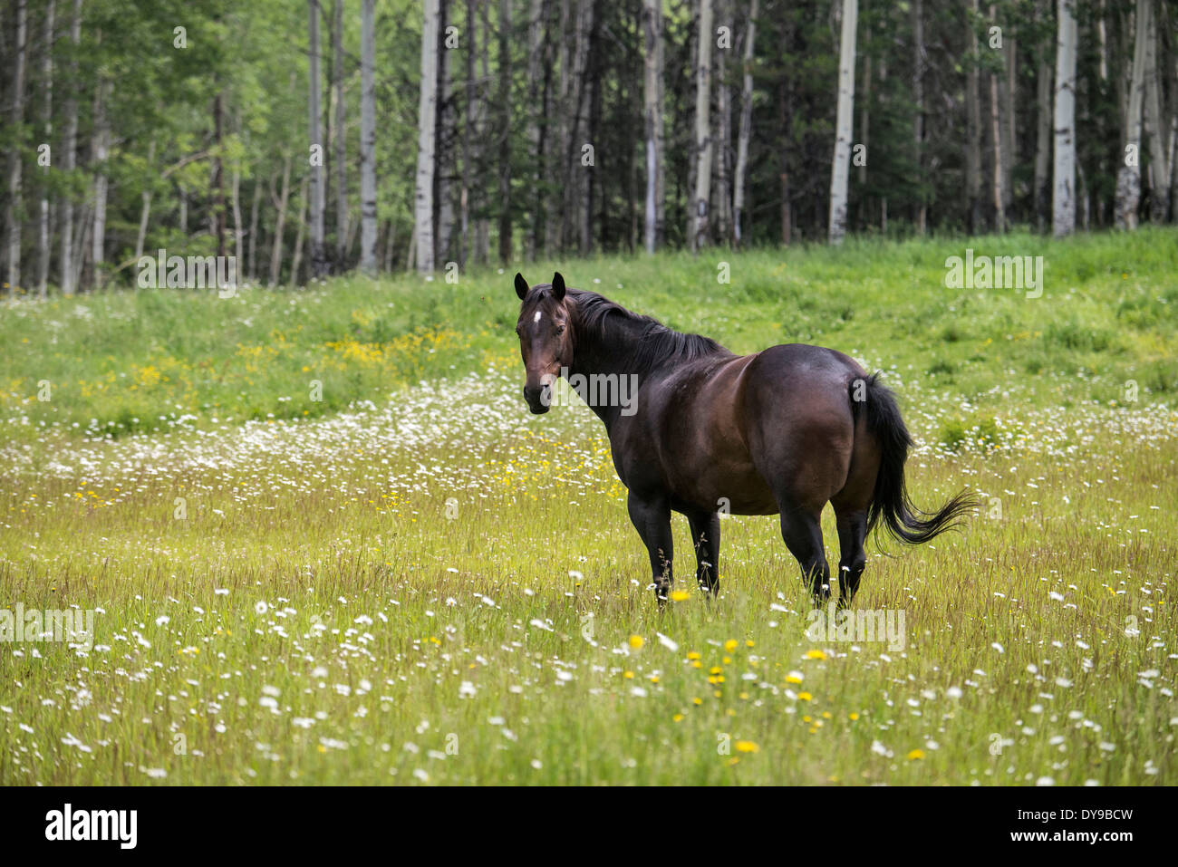 Cavallo, animale, campo, BC, Canada, prato, foresta nera, Wild, libero, animale Foto Stock