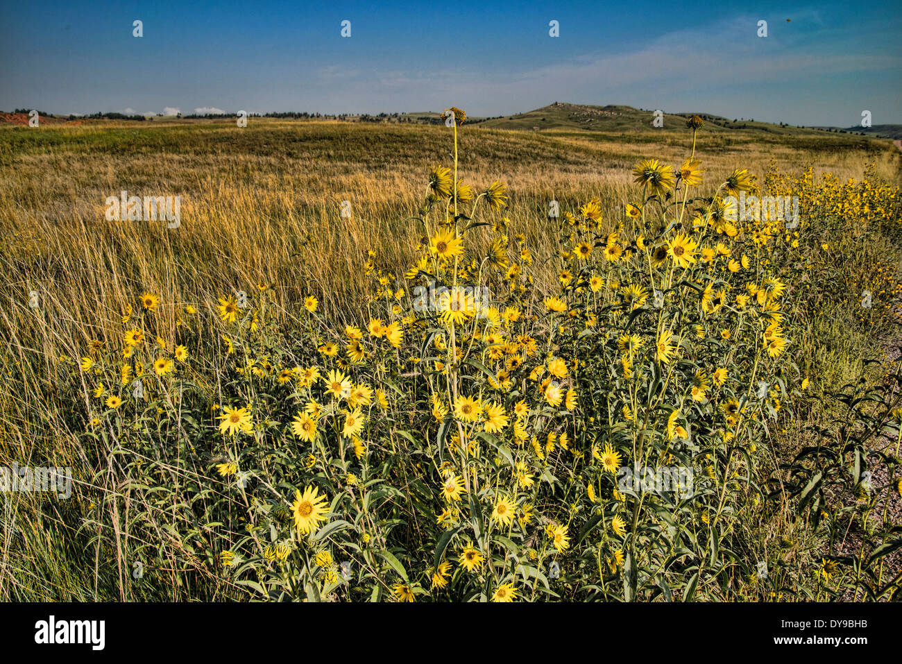 Campo, margherite, fiori, Grotta del Vento, Parco Nazionale, il Dakota del Sud, Stati Uniti, Stati Uniti, America, giallo Foto Stock