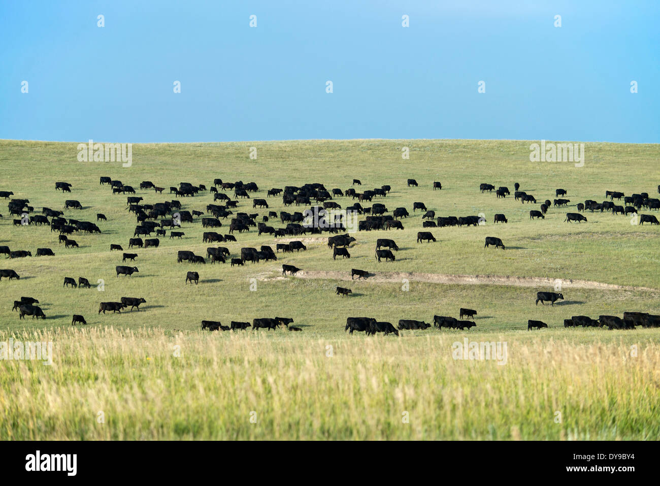 Il black angus, bovini, vacche, prateria, Dakota del Sud, Stati Uniti, Stati Uniti, America, agricoltura Foto Stock