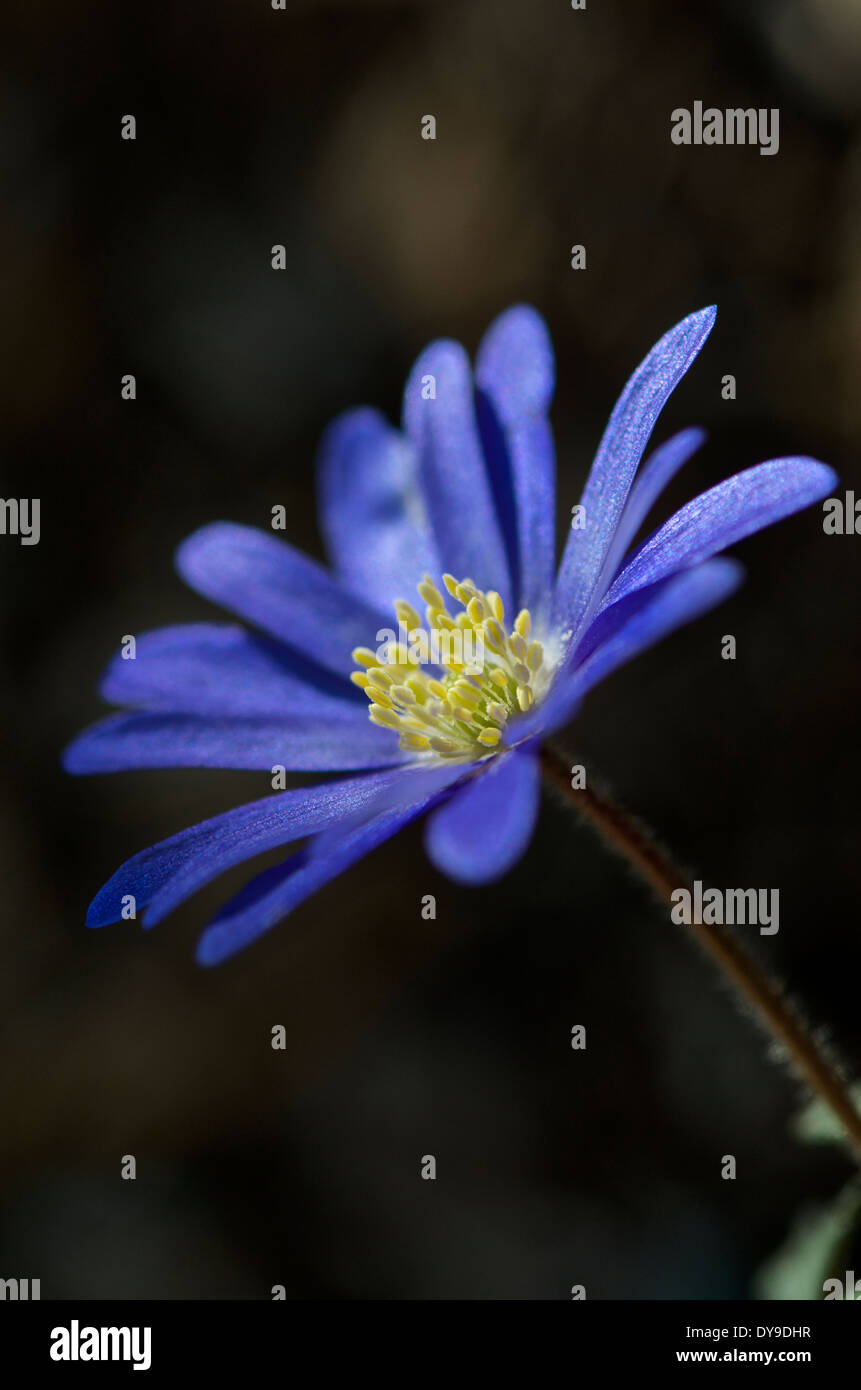 Anemone blanda fiore drammaticamente illuminati dalla bassa luce del sole di primavera Foto Stock