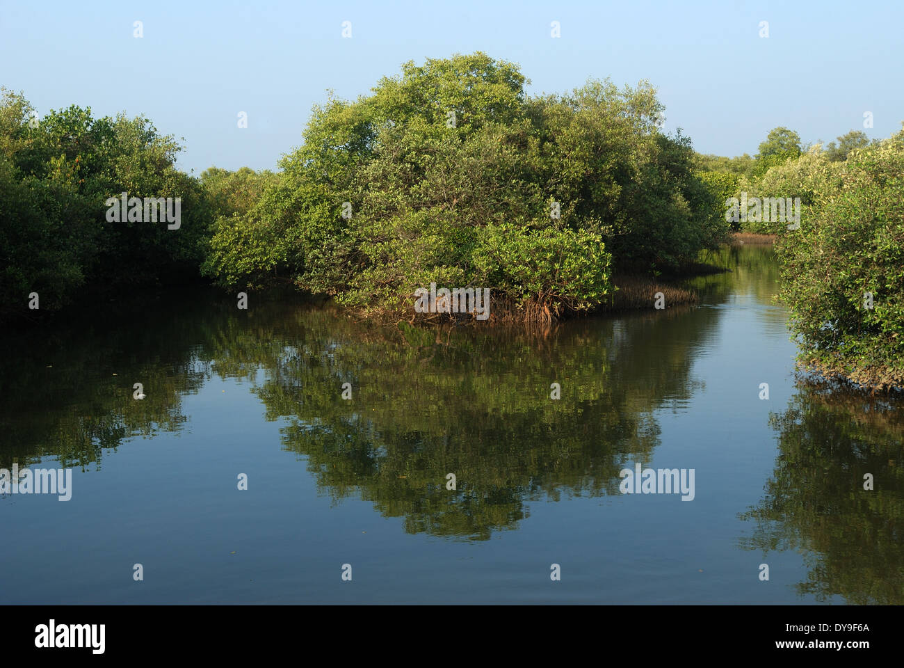 La foresta di mangrovie,Goa, India Foto Stock