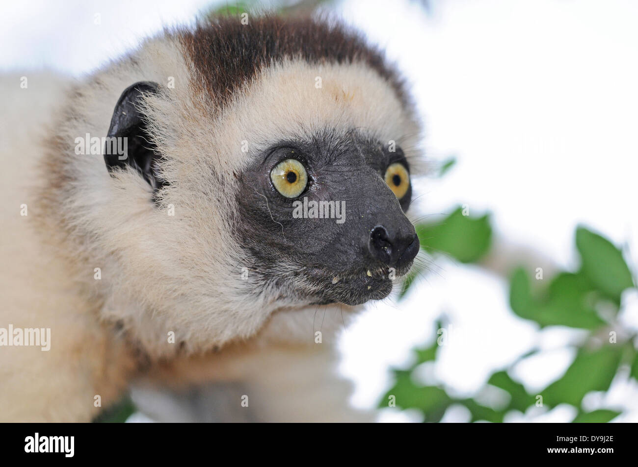 La Verreaux sifaka (Propithecus verreauxi), in testa. Foto Stock