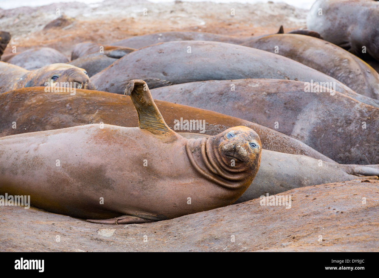 Elefante meridionale guarnizioni; Mirounga leonina, a Hannah punto, su livingston isola nel Sud delle Isole Shetland Foto Stock