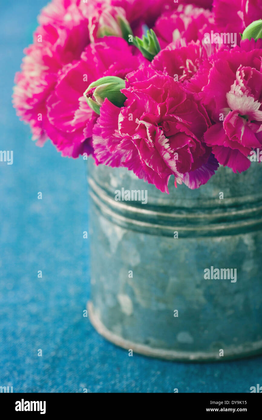 Colore fucsia fiori di garofano in un metallo può demin su sfondo blu Foto Stock
