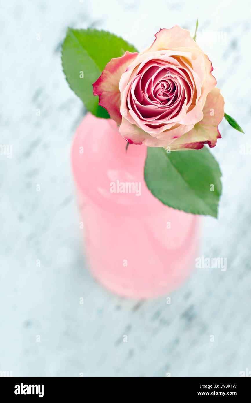 Rosa rosa in una bottiglia di vetro sulla luce in legno di colore blu di sfondo vintage Foto Stock