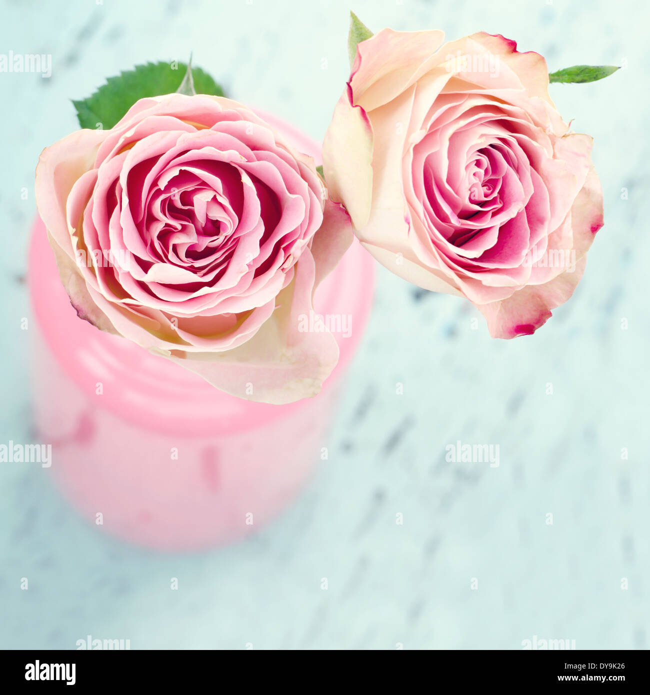 Le rose rosa in una bottiglia di vetro sulla luce in legno di colore blu di sfondo vintage Foto Stock