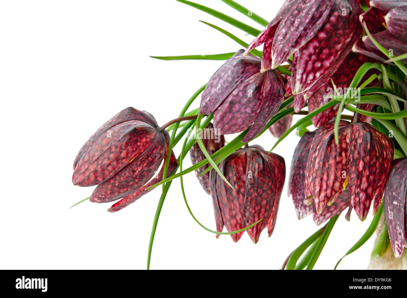 Fritillaria meleagris isolato su bianco Foto Stock