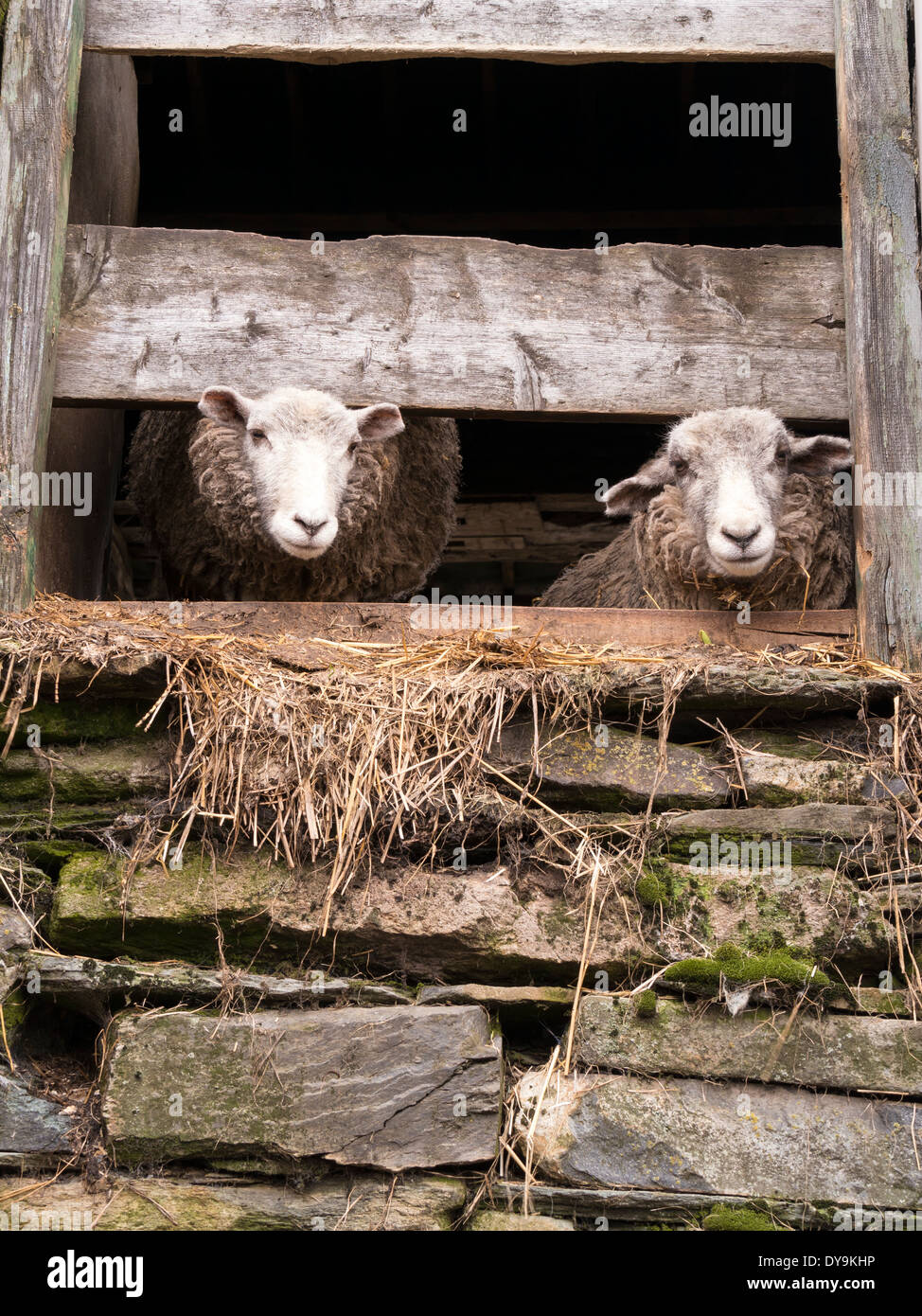 Due pecore Herdwick guardando in giù da un fienile Lakeland finestra, poco Langdale, Cumbria, Regno Unito Foto Stock