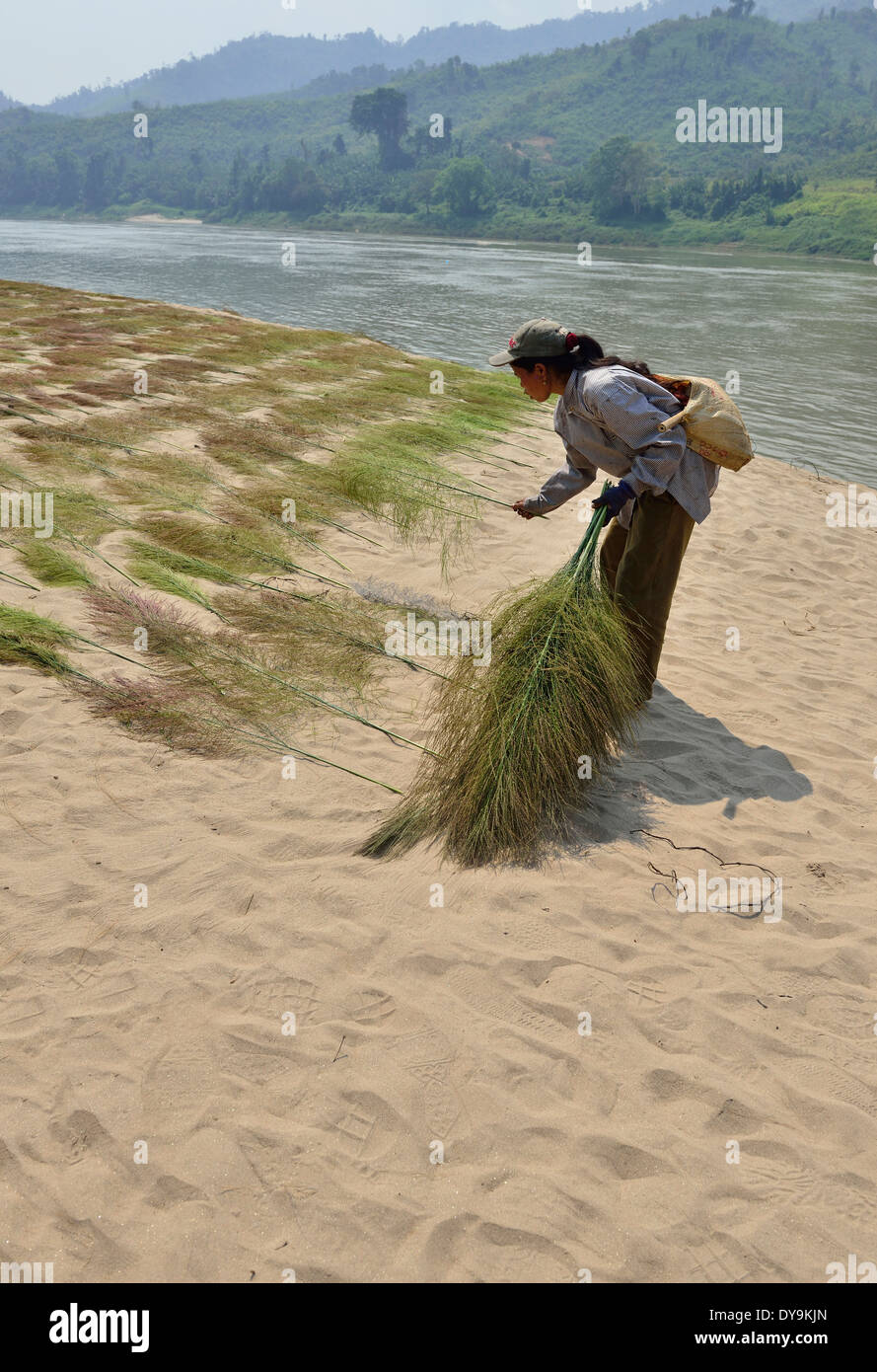 Hmong tribù villager che asciuga Brok Grass (thysanolaena maxima) per fare spazzole sulle rive del fiume Mekong, Laos, Sud-est asiatico Foto Stock