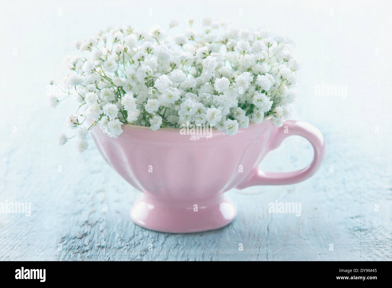 White baby l'alito di fiori in una tazza di colore rosa sulla luce in legno di colore blu di sfondo vintage Foto Stock