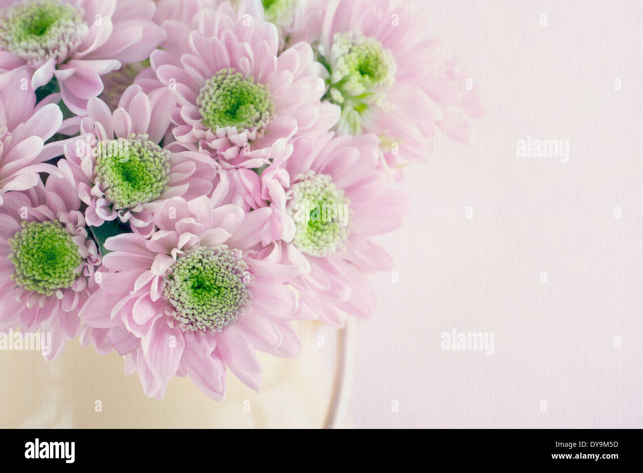 Primo piano di colori pastello viola crisantemo gerbera fiori in un vaso sulla texture di sfondo vintage Foto Stock