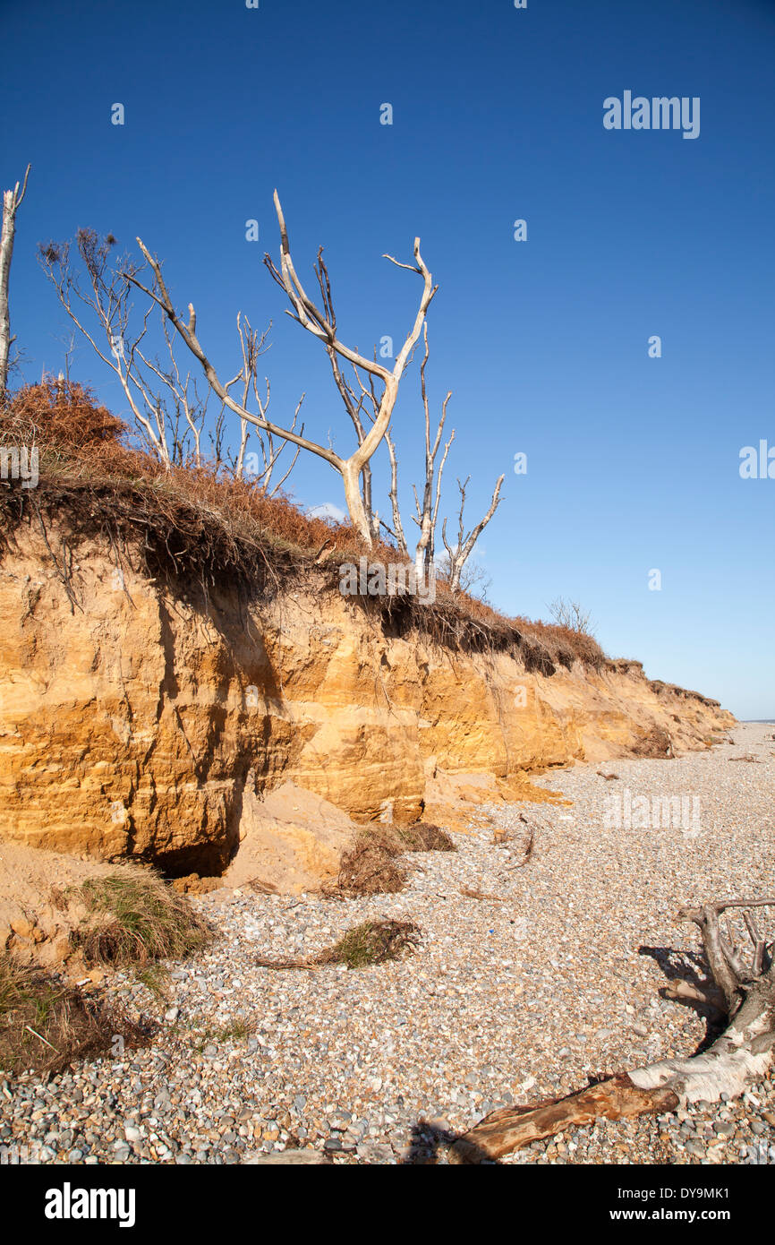 Erosione costiera sulla costa di Suffolk, Inghilterra. Foto Stock