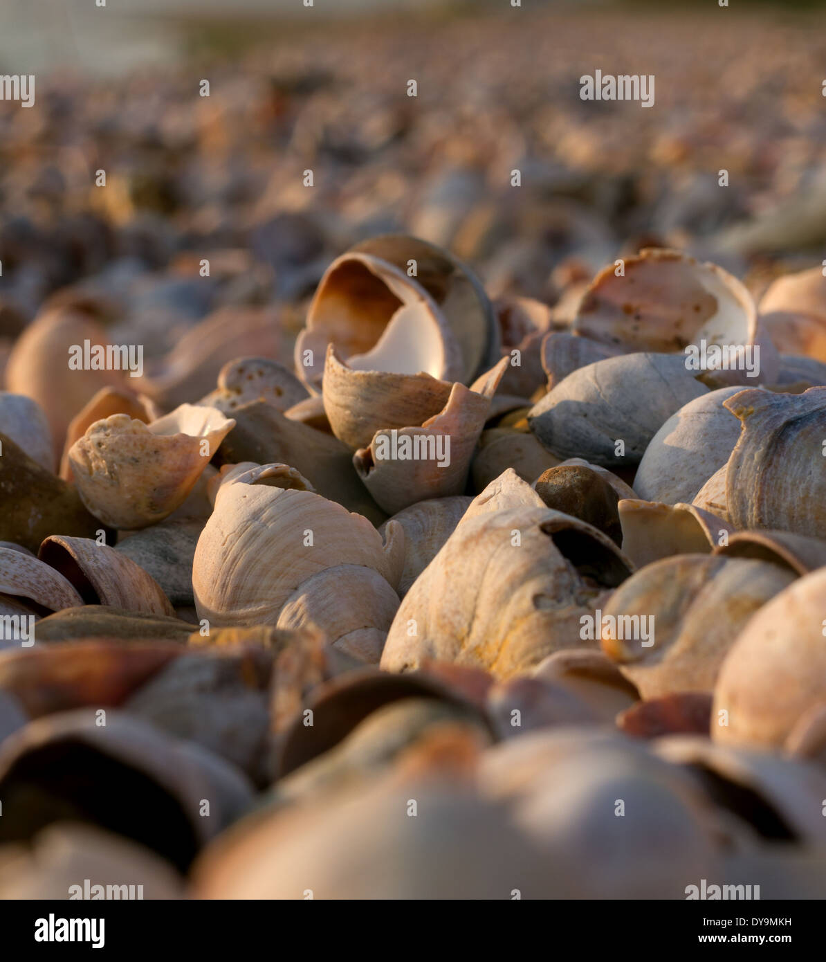 Spiaggia delle conchiglie Foto Stock