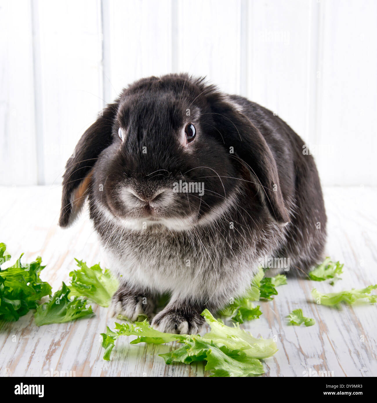 Carino soft black lop bunny coniglio in legno bianco di sfondo per studio con insalata verde Foto Stock