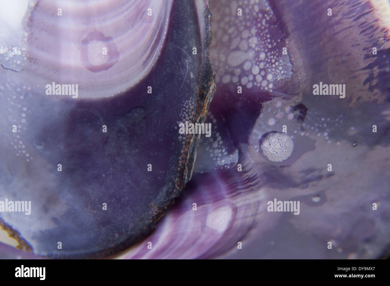 Immagine astratta di viola di gusci di cozze con schiuma di mare. Foto Stock