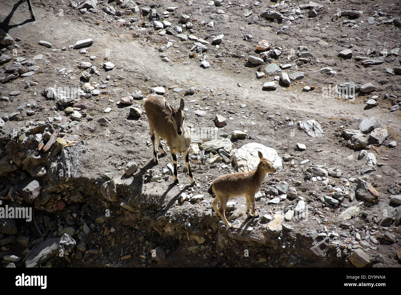 Bharal femmina con Cub Foto Stock