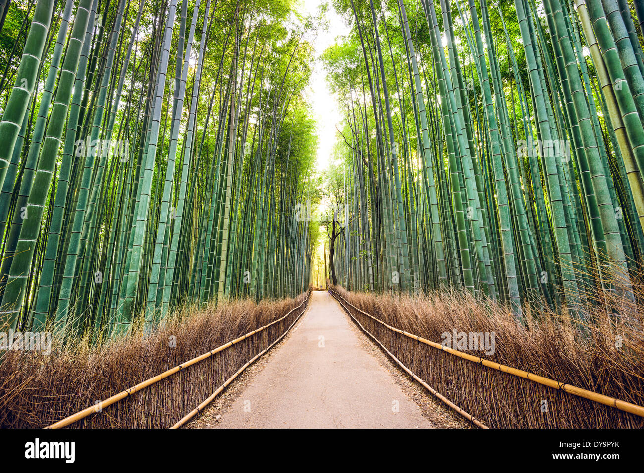 Bosco di bambù di Kyoto, Giappone. Foto Stock