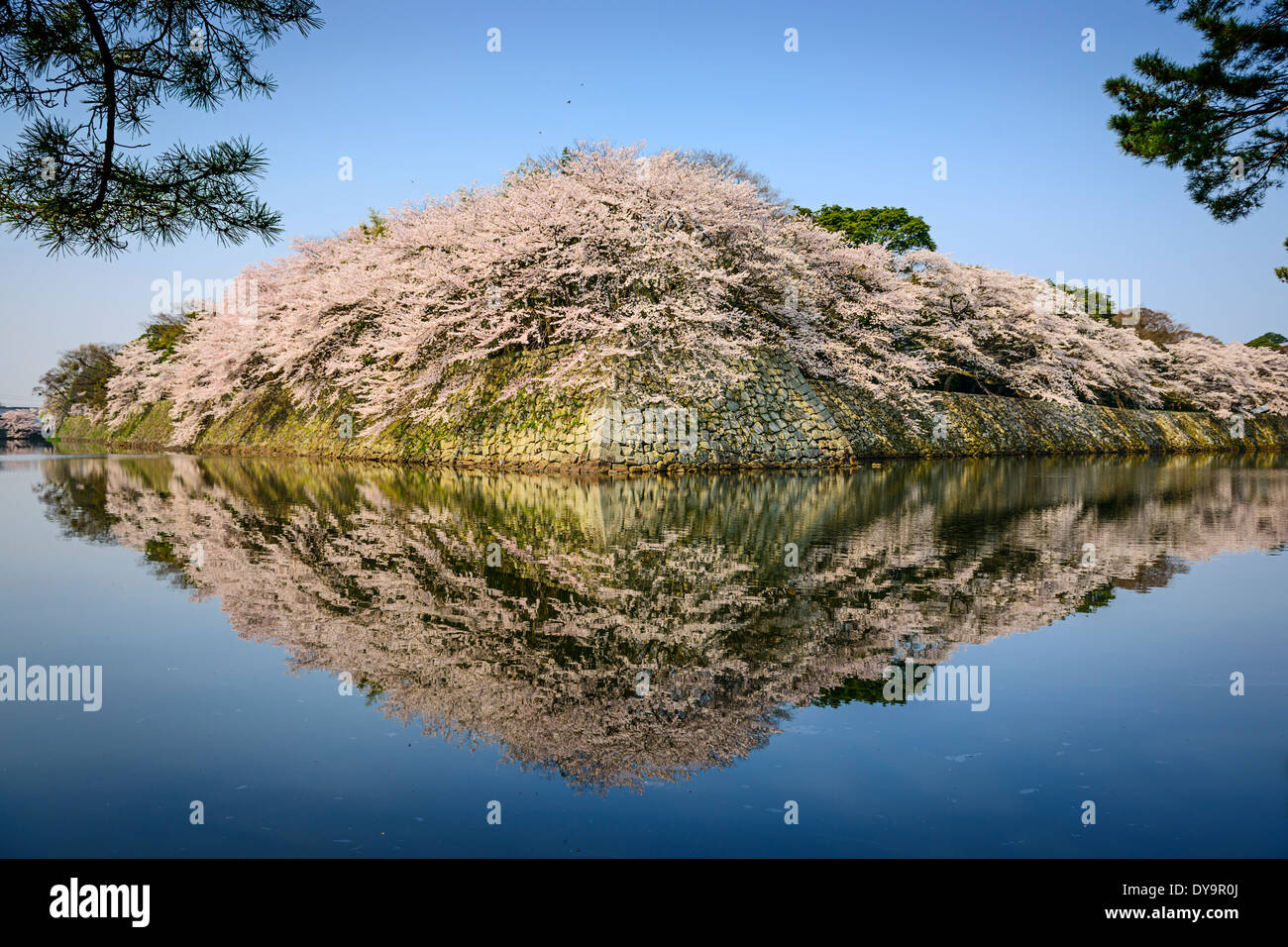 Il castello di fossato outter durante la stagione primaverile in Hikone, Giappone. Foto Stock