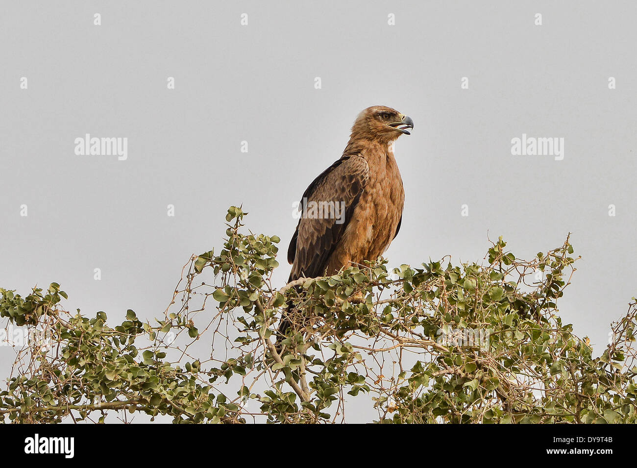 Bruno eagle (Aquila rapax), Valle dell'Omo, Etiopia Foto Stock