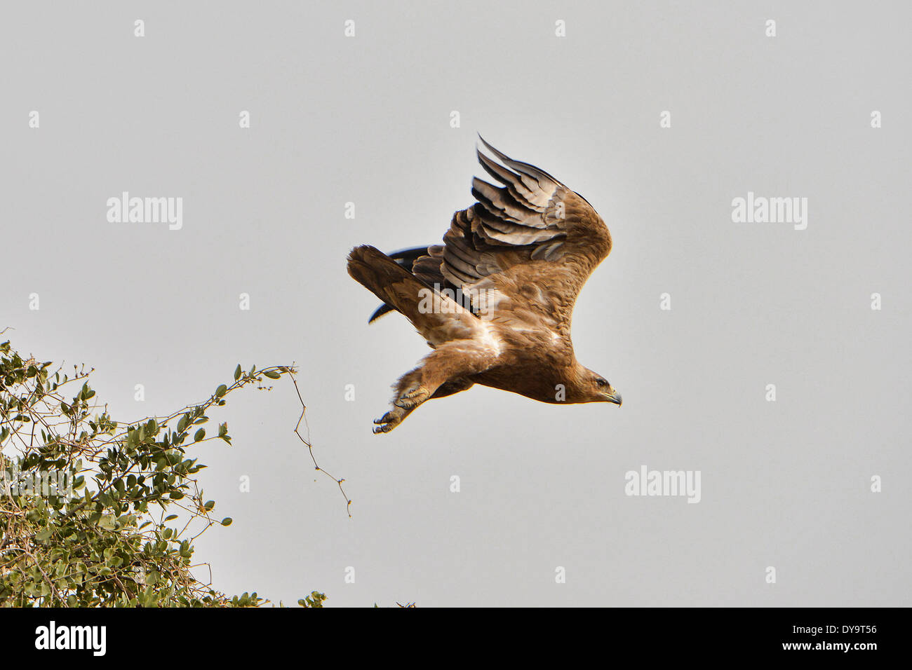 Bruno eagle (Aquila rapax) in volo, Valle dell'Omo, Etiopia Foto Stock