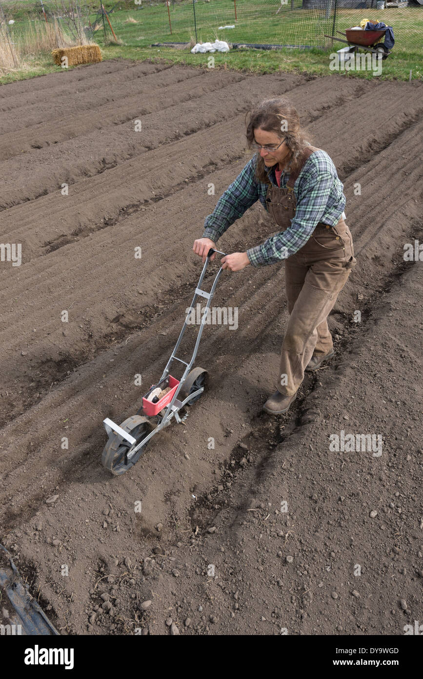 Agricoltore di piantare semi utilizzando un camminare dietro una seminatrice, Wallowa Valley, Oregon. Foto Stock