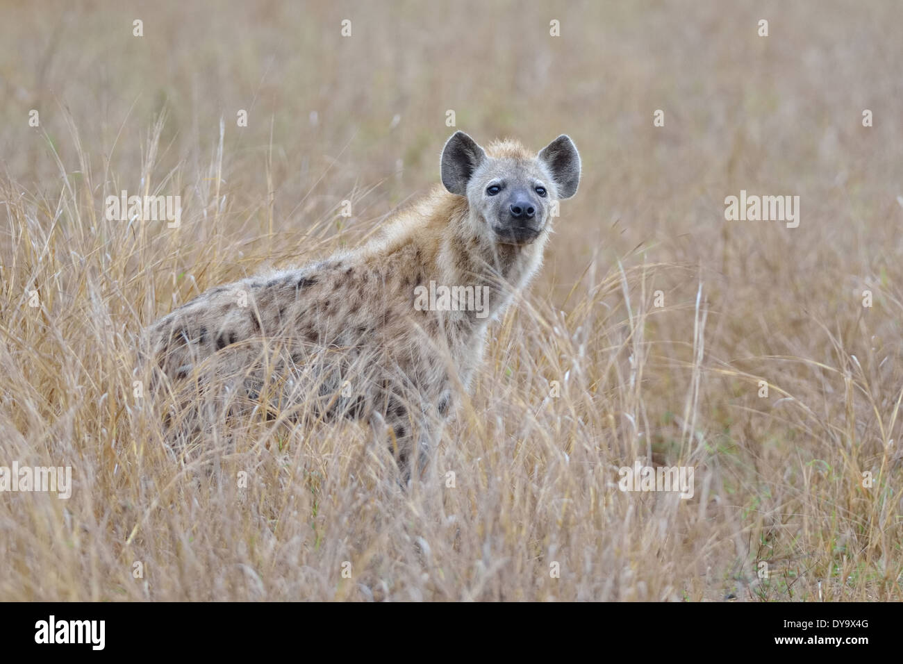 Spotted Hyena (Crocuta crocuta), Kruger National Park, Sud Africa e Africa Foto Stock