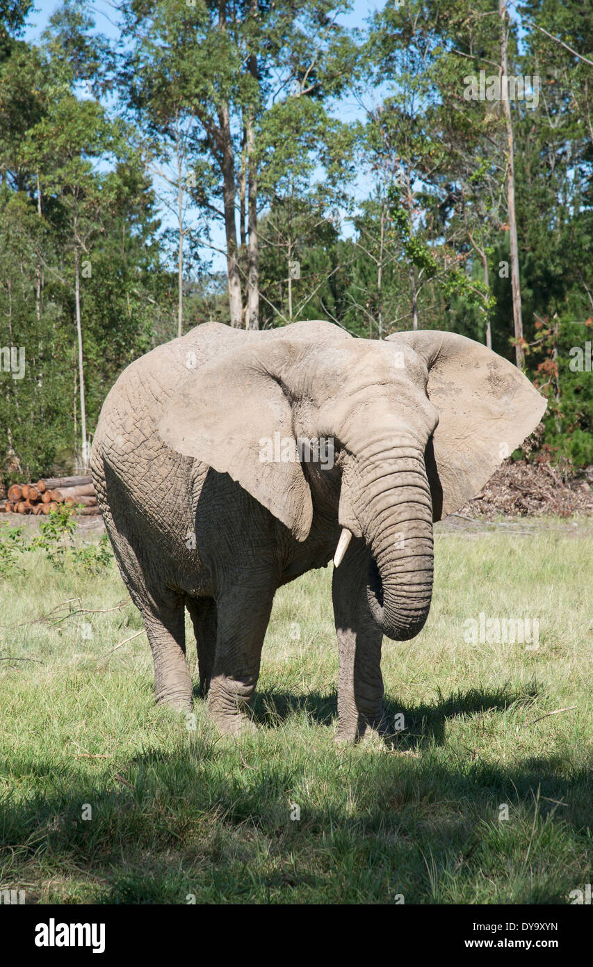 I giovani dell' elefante africano mangiare erba. Sud Africa Foto Stock
