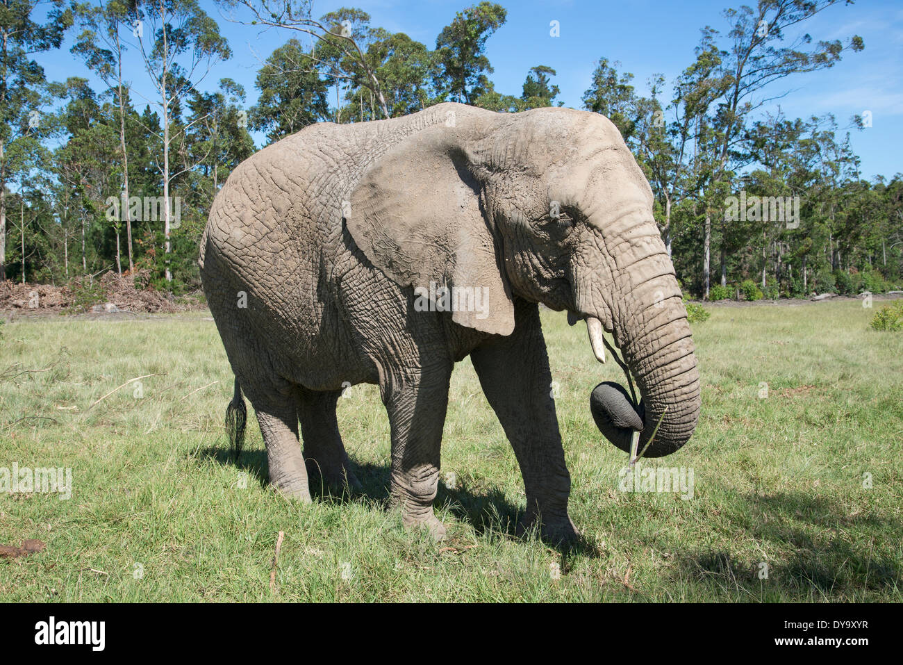 I giovani dell' elefante africano mangiare erba. Sud Africa Foto Stock