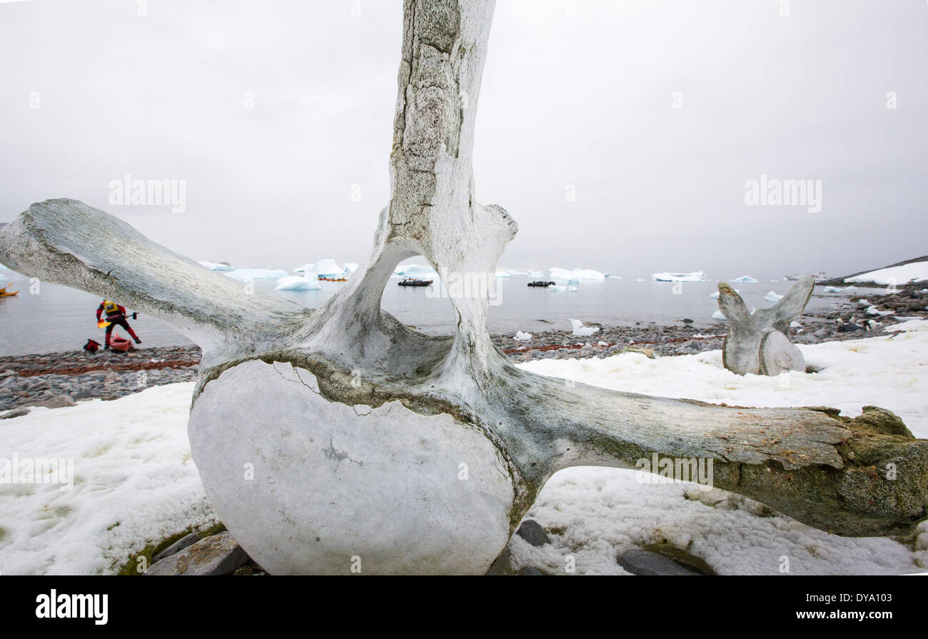 Isola Curverville sulla penisola Antartica, che è uno dei più veloci tra luoghi di riscaldamento del pianeta, Foto Stock