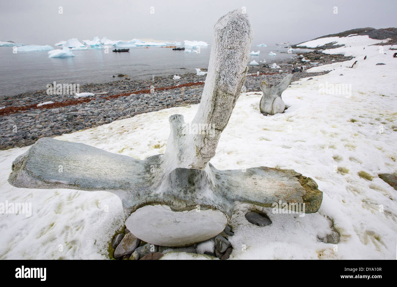 Isola Curverville sulla penisola Antartica, che è uno dei più veloci tra luoghi di riscaldamento del pianeta, Foto Stock