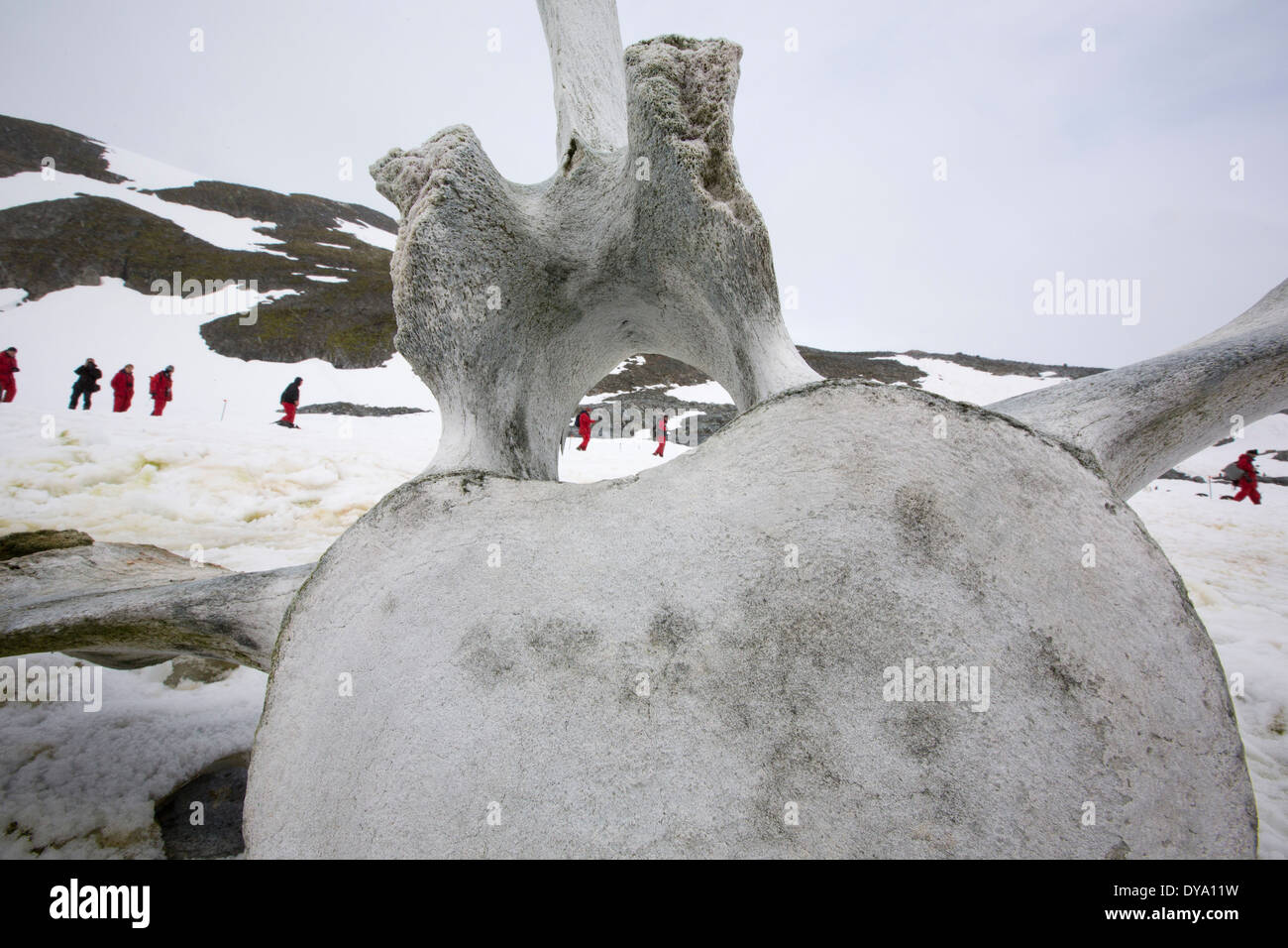 Isola Curverville sulla penisola Antartica, che è uno dei più veloci tra luoghi di riscaldamento del pianeta, Foto Stock