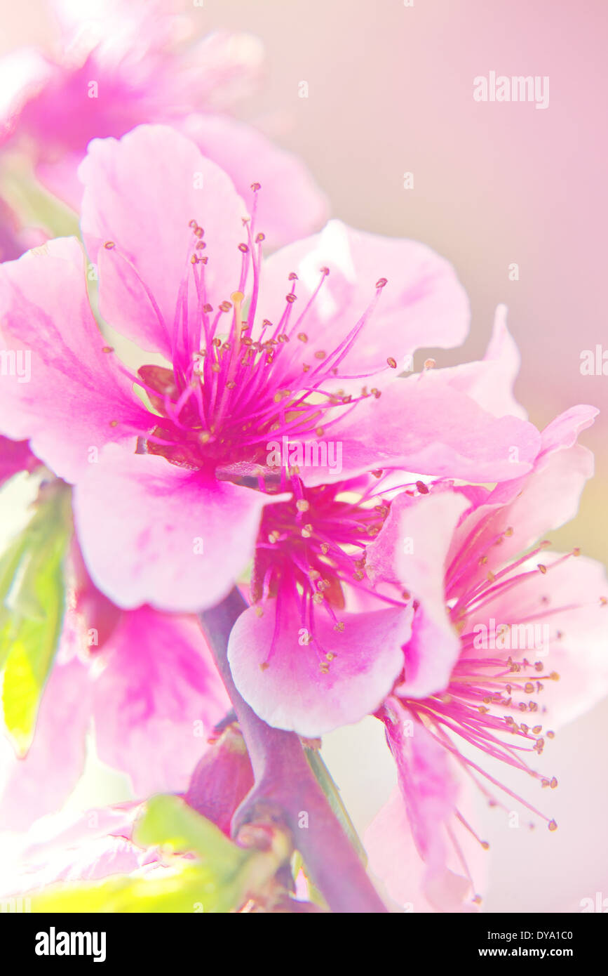 Apple fiore di fioritura in primavera. La bellezza della natura. Foto Stock