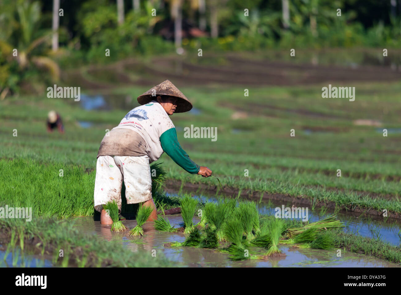 Donna di piantare il riso sul campo di riso nella regione di Antosari e Belimbing (probabilmente più vicino a Antosari), Bali, Indonesia Foto Stock