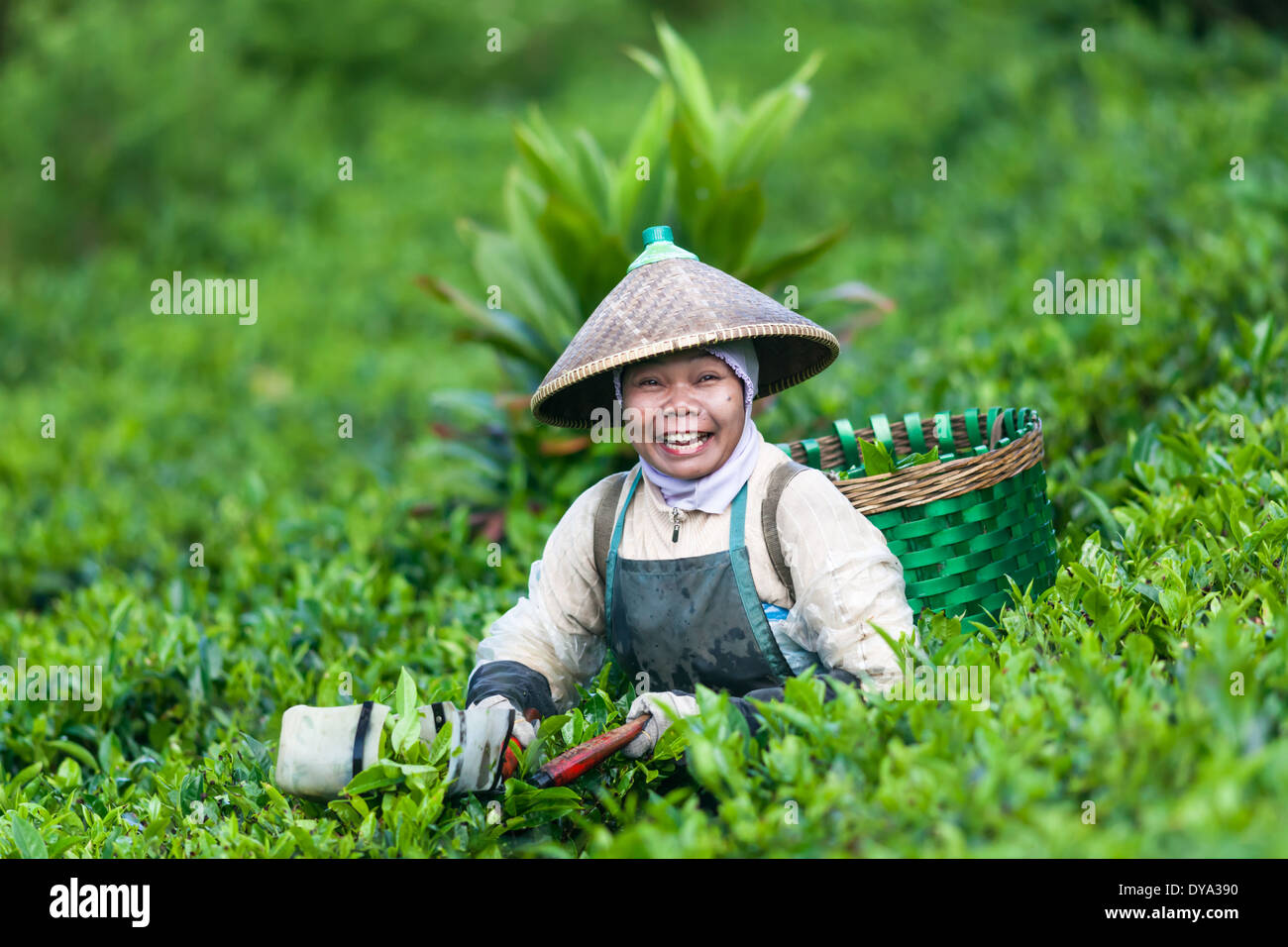 Sorrise donna raccolta tè (Camellia sinensis) sulla piantagione di tè vicino Ciwidey, West Java, Indonesia Foto Stock
