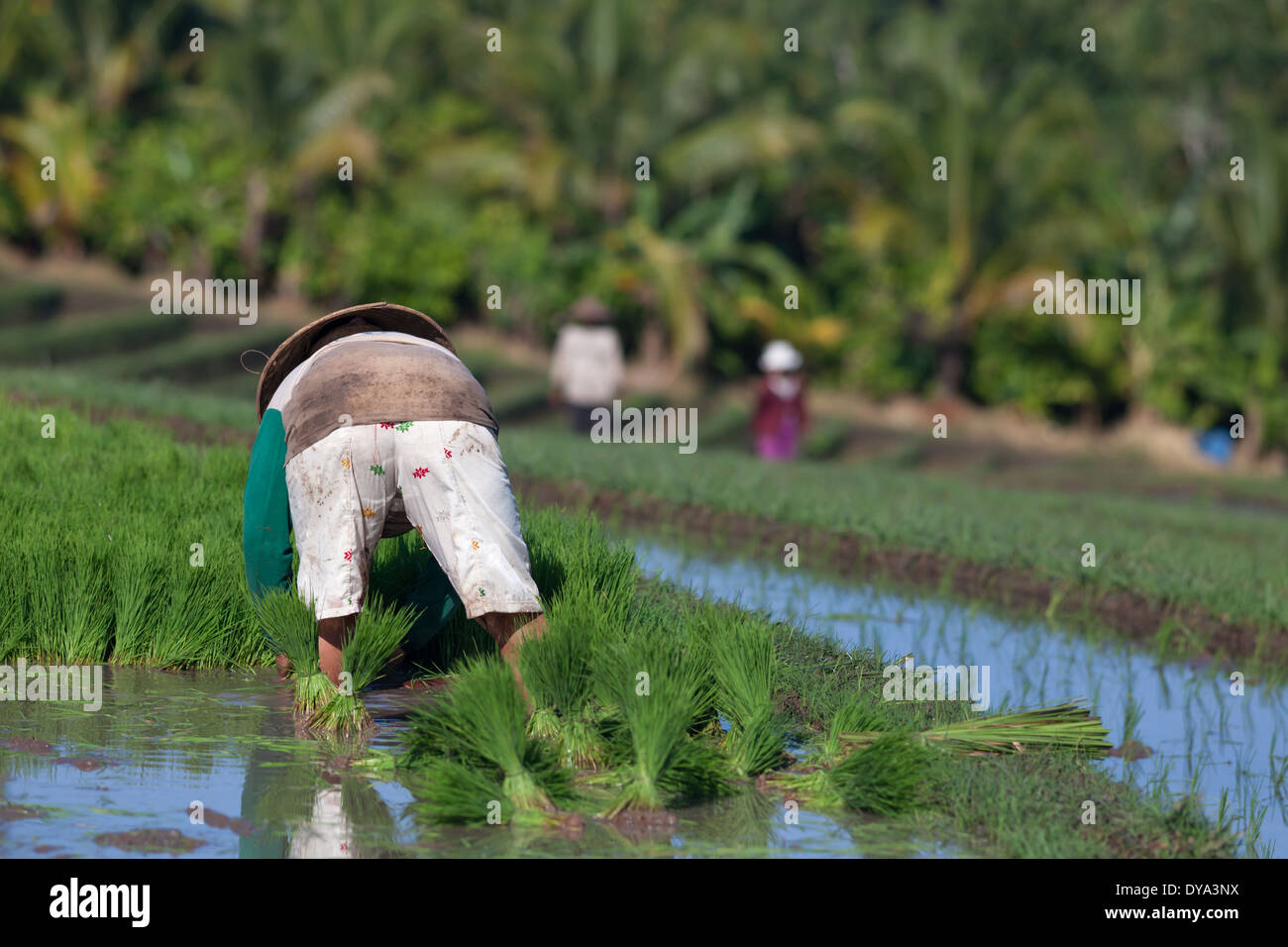 Donna di piantare il riso sul campo di riso nella regione di Antosari e Belimbing (probabilmente più vicino a Antosari), Bali, Indonesia Foto Stock