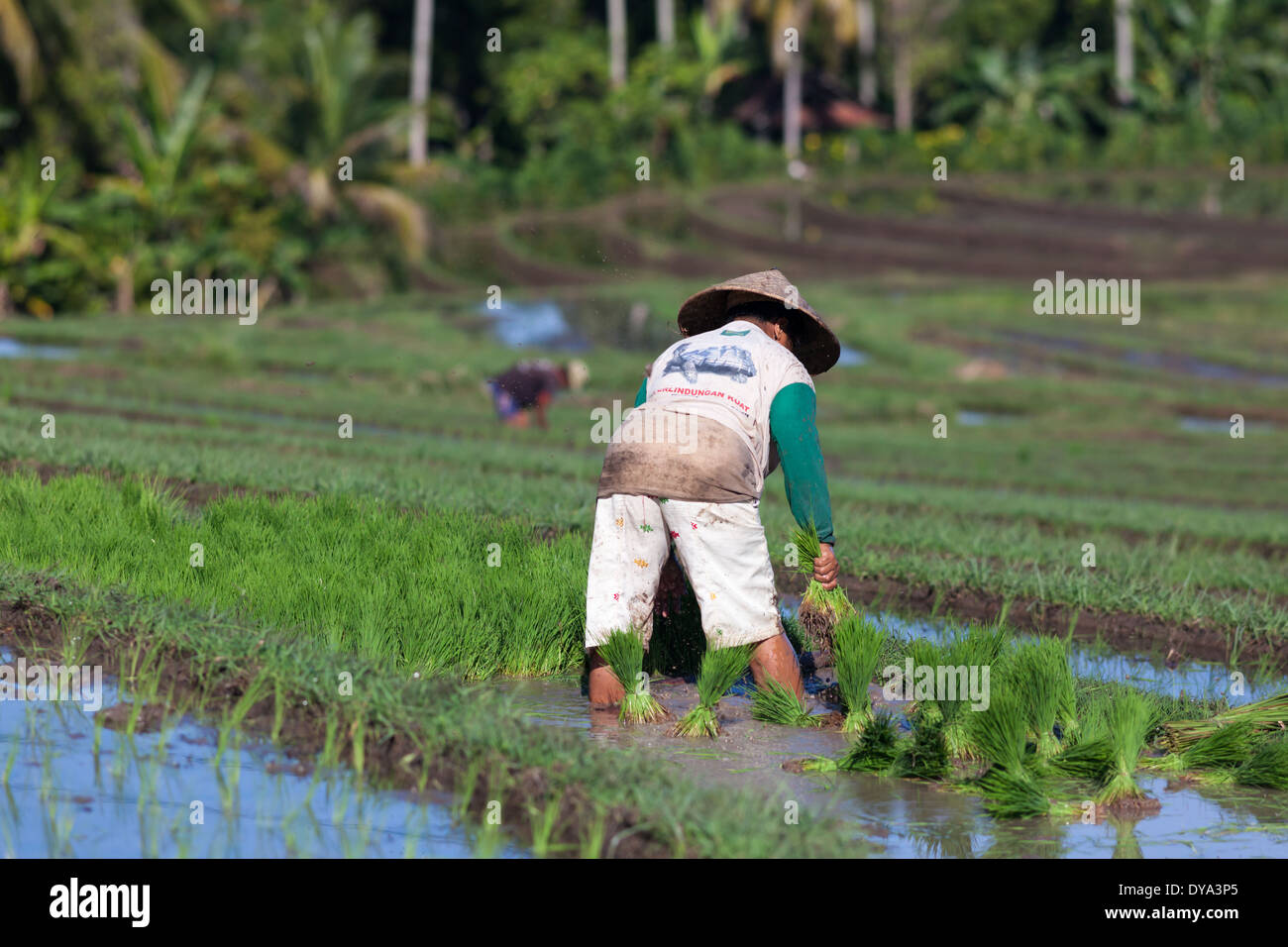 Donna di piantare il riso sul campo di riso nella regione di Antosari e Belimbing (probabilmente più vicino a Antosari), Bali, Indonesia Foto Stock