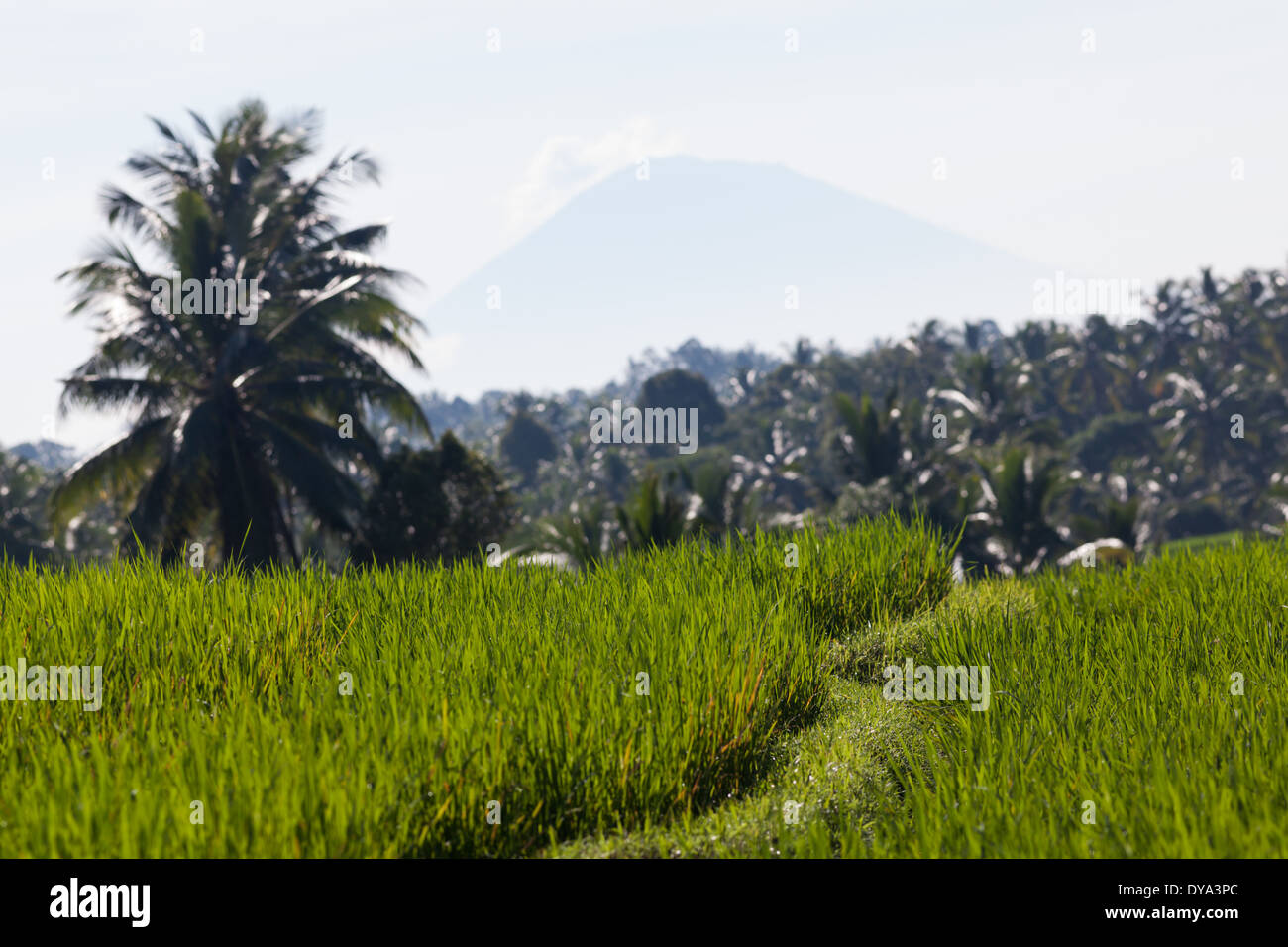 Campo di riso nella regione di Antosari e Belimbing, vicino alla strada che da Antosari di Pupuan, Tabanan Regency, Bali, Indonesia Foto Stock