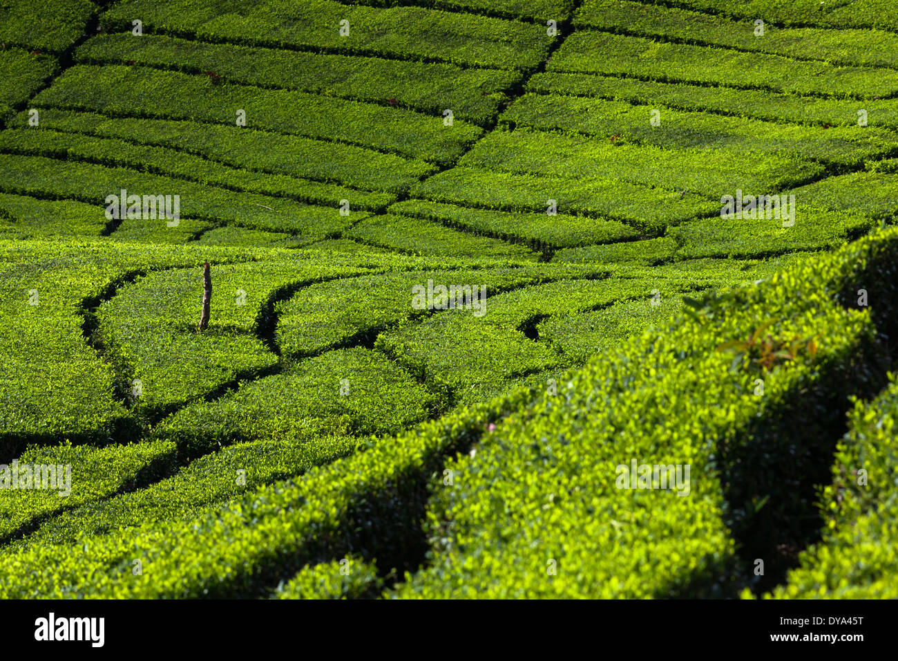 Righe di tè (Camellia sinensis) boccole sulla piantagione di tè vicino Ciwidey, West Java, Indonesia Foto Stock