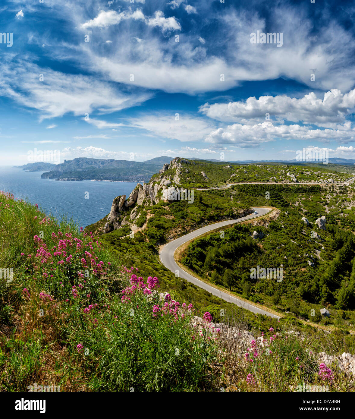 Route des Cretes, paesaggio, fiori, estate, la montagna, il mare, il mar Mediterraneo, La Ciotat, Var, Francia, Europa Foto Stock