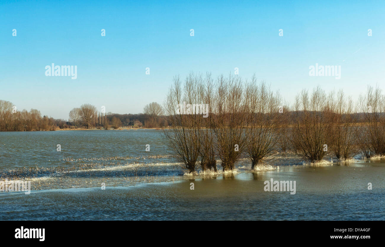 Paesi Bassi, Olanda, Europa, Wilp, Gelderland, paesaggio, acqua, alberi, inverno, la neve, il ghiaccio, Pollard willow, sul Fiume Ijssel, ghiaccio Foto Stock