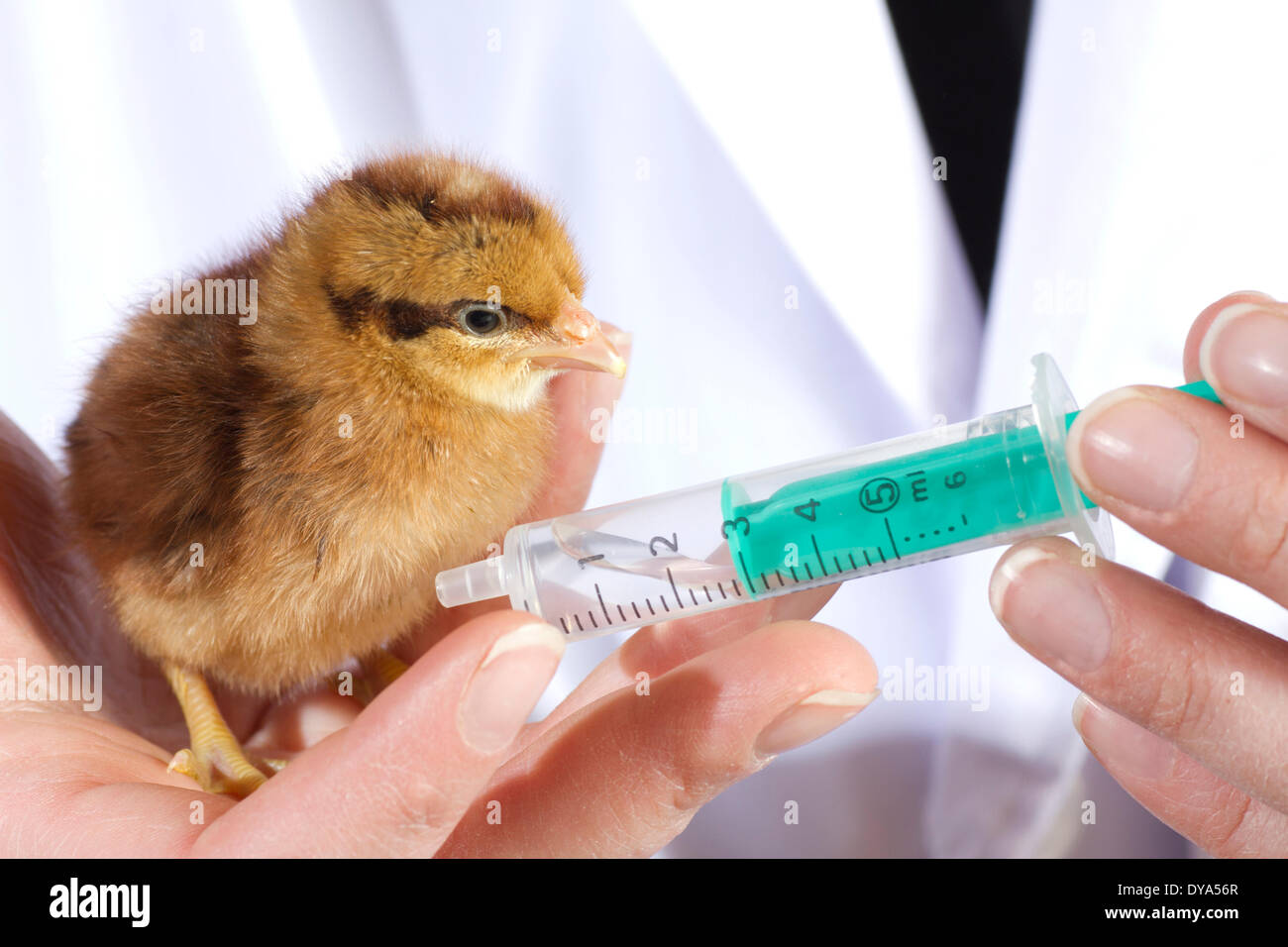 Pollo uccellini uccellini custodia degli animali allevamento di polli giovane medicina veterinaria di pollo di vaccinazione Foto Stock