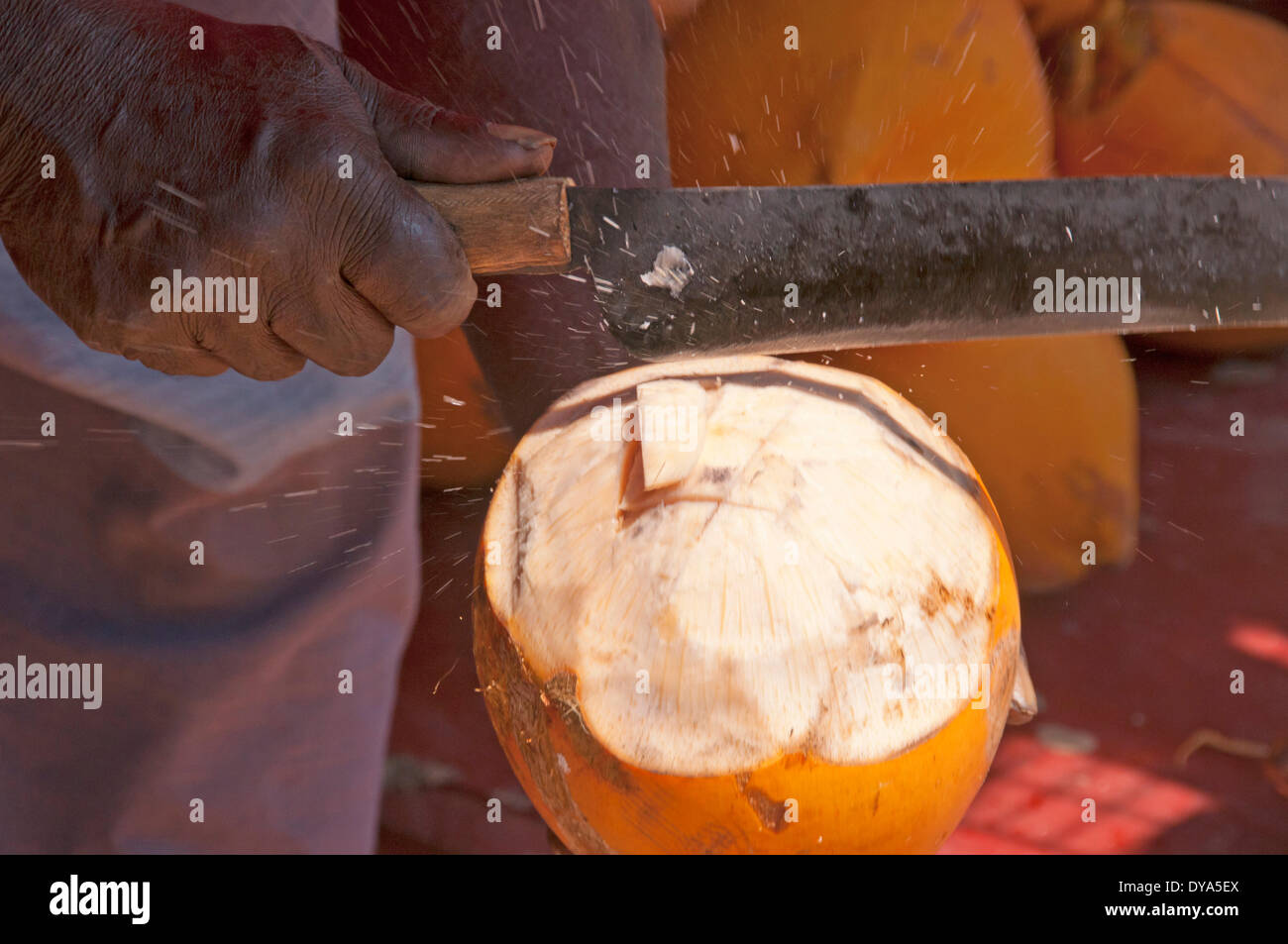 Ceylon, noce di cocco, Sri Lanka, uomo, marito, aperto, Asia del Sud, mano, coltello, frutta Foto Stock