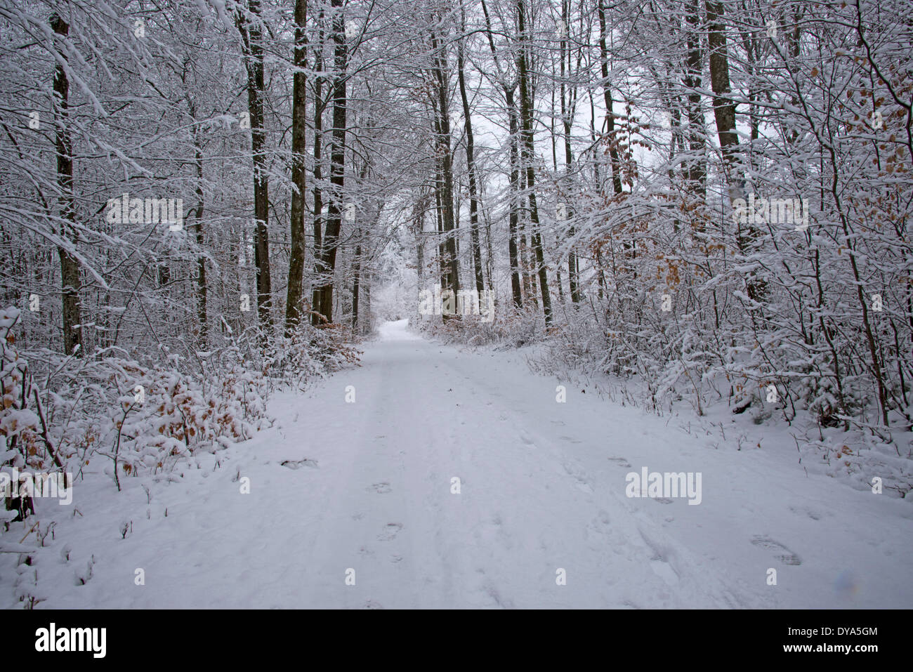 Germania, Europa, bosco misto, innevate nevoso, Baden Wurttemberg, legno, foresta, titolo Foto Stock