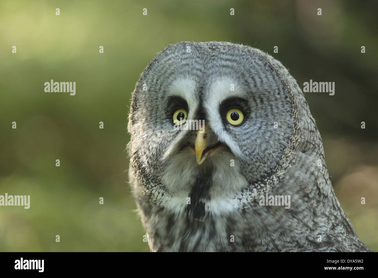 Grande gufo grigio, grab bird, catturare uccelli, OWL, ritratto, uccello da preda, mondo animale, bird, Europeo, Strix nebulosa, uccello Foto Stock