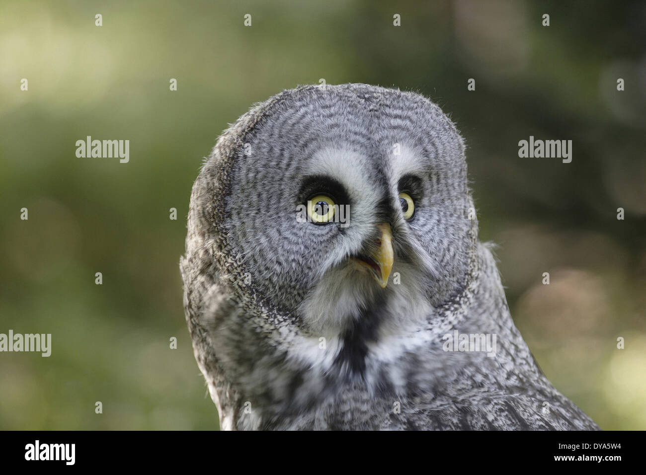 Grande gufo grigio, grab bird, catturare uccelli, OWL, ritratto, uccello da preda, mondo animale, bird, Europeo, Strix nebulosa, uccello Foto Stock
