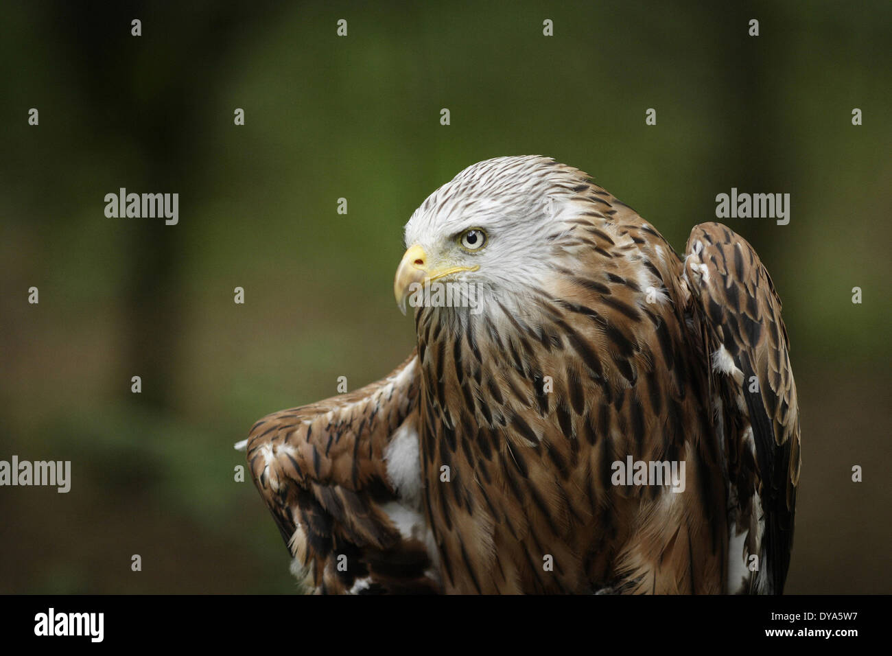Milvus, ritratto, uccello da preda, aquilone rosso, testa, kite, la fauna vertebrata, la fauna selvatica Foto Stock