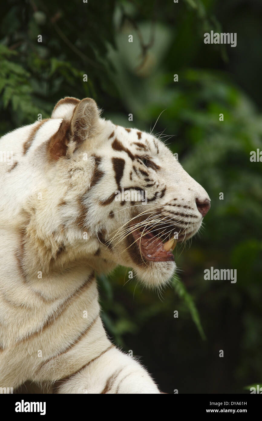 Albino Asia Orientale Feloidea gatto grande testa di mammiferi predatori mammiferi nel sud-est Asiatico Mammalia Pantherinae Panthera ritratto pred Foto Stock